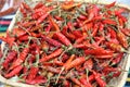 red peppers chiles Royalty Free Stock Photo