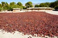 Red Peppers Drying - Salta - Argentina Royalty Free Stock Photo