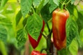 Red Peppers in the garden