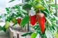 Red peppers grow in greenhouse Royalty Free Stock Photo