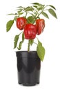 Red peppers plant