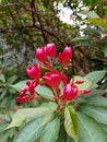 Red peregrina flower plants