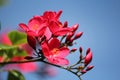 Red peregrina flowers with light blue background