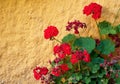 Red perennial geranium flower in the garden with yellow wall background Royalty Free Stock Photo