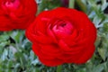 Red Persian Buttercup Flower Ranunculus asiaticus Royalty Free Stock Photo