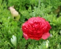 Red Persian Buttercup Flower. Royalty Free Stock Photo