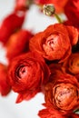 Red persian buttercup flowers on white background. Ranunculus asiaticus. Royalty Free Stock Photo