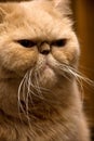 Red Persian Cat Royalty Free Stock Photo