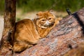 Red Persian cat climbing and sitting on the tree Royalty Free Stock Photo