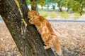 Red Persian cat climbing and sitting on the tree Royalty Free Stock Photo