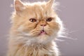 Red Persian cat with his tongue out Royalty Free Stock Photo