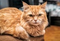Red persian cat portrait Royalty Free Stock Photo