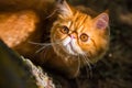 Red Persian cat Portrait with big orange round eyes Royalty Free Stock Photo