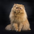 Red Persian cat sitting on black background Royalty Free Stock Photo