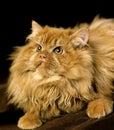 Red Persian Domestic Cat Royalty Free Stock Photo