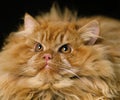 Red Persian Domestic Cat Royalty Free Stock Photo