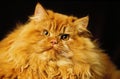 Red Persian Domestic Cat, Portrait of Adult Royalty Free Stock Photo