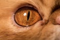 Red Persian exotic cat eye close up