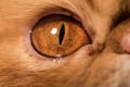 Red Persian exotic cat eye close up Royalty Free Stock Photo