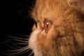 Red Persian exotic cat eye close up Royalty Free Stock Photo