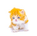 Red persian kitten on isolated white background Royalty Free Stock Photo