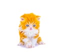 Red persian kitten on isolated white background Royalty Free Stock Photo