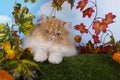 Red Persian kitten playing on the grass beautiful autumn day Royalty Free Stock Photo