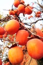 Red Persimmon in the tree Royalty Free Stock Photo