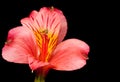 Red Peruvian Lily Royalty Free Stock Photo