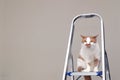 Red pet cat sitting on the stairs. The concept of repair of an apartment house