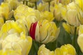 Red petal in a bed of yellow tulips. Royalty Free Stock Photo