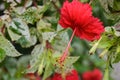 Red petal hibiscus flowers blooming in Chatuchak Park, a tourist and relaxation destination Royalty Free Stock Photo