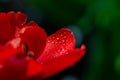 Red petal with raindrops on a green background in a sunny day macro photography. Royalty Free Stock Photo