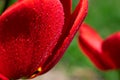 Red petal of tulip in macro with glittering drops of water after rain. Botanical background Royalty Free Stock Photo