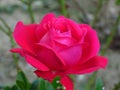 Red petaled flower in garden on blurred background. Violet red rose. Selective photography focus. Royalty Free Stock Photo