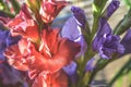 Flor a púrpura flor 