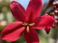 Red Petalled Flower