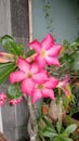 The red-petalled frangipani flower blooms in Asian gardens