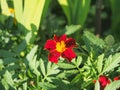 Red petals of blooming marigold buds