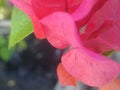 red petals flower bouganvillea Royalty Free Stock Photo