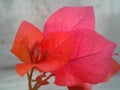 red petals flower bouganvillea white background Royalty Free Stock Photo