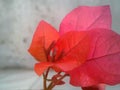 red petals flower bouganvillea white background Royalty Free Stock Photo