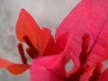 red petals flower bouganvillea white background Royalty Free Stock Photo