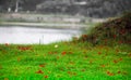 Red petals of flower on green grass landscape creating love romance valentine mood