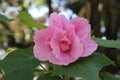 Red petals and green leaves of a flower Alcea Royalty Free Stock Photo