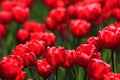 Red petals of large tulips on a green background in bright sunlight Royalty Free Stock Photo