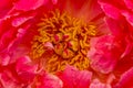 Red Petals Peony Paeonia Perrenial Royalty Free Stock Photo