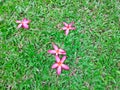 Red petals of Plumeria blooming fall down on green carpet grass lawn yard background, this fragrant flower know as Temple tree Royalty Free Stock Photo