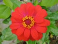 The red petals of zinnia flowers make the flowers even more beautiful