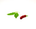 Red Peter pepper or Penis pepper with two leaves, rare ripe fruit distinctively, interesting, phallic shape isolated on white